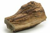 Triassic-Age Petrified Wood Log - Madagascar #378884-1